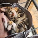 Photo of Cleo