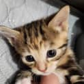 Photo of Cleo