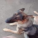 Photo of Jester