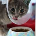 Photo of Stripy
