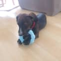 Photo of Harper   11 Week Old Dachshund X (Trial)