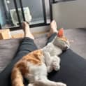 Photo of Gingy