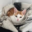 Photo of Gingy