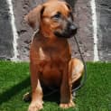 Photo of Paddy