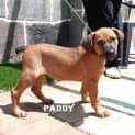 Photo of Paddy