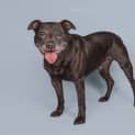 Photo of Buddy