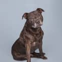 Photo of Buddy
