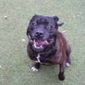 Photo of Oscar