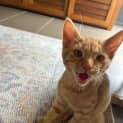Photo of Jack 4 Month Old Domestic Short Hair (Trial)