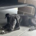 Photo of Ivy 10 Week Old Kelpie X (Trial)