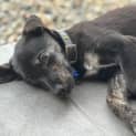 Photo of Ivy 10 Week Old Kelpie X (Trial)