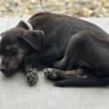 Photo of Ivy 10 Week Old Kelpie X (Trial)