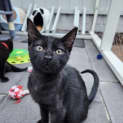 Photo of Poppy