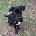 Photo of Raven