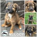 Photo of Melody 