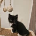 Photo of Oreo