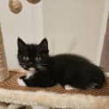 Photo of Oreo