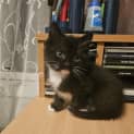 Photo of Oreo