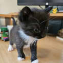 Photo of Oreo