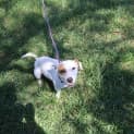 Photo of Wishbone