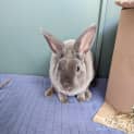 Photo of Fluffy