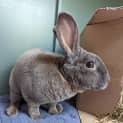 Photo of Fluffy