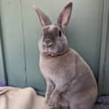 Photo of Fluffy