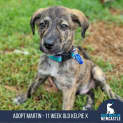 Photo of Martin 11 Week Old Kelpie X (Trial)