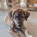 Photo of Martin 11 Week Old Kelpie X (Trial)