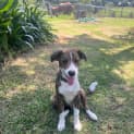 Photo of Axel