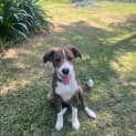 Photo of Axel