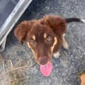 Photo of Buddy