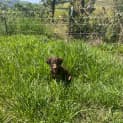 Photo of Buddy