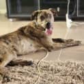 Photo of Argo 8 Month Old Mastiff (Trial)