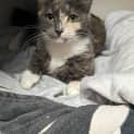Photo of Cassidy