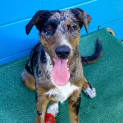 Photo of Merlin