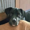 Photo of Beau