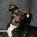 Photo of Beau