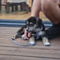Photo of Timon 11 Week Old Kelpie X (Trial)