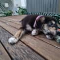 Photo of Timon 11 Week Old Kelpie X (Trial)