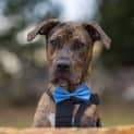 Photo of Argo 8 Month Old Mastiff (Trial)
