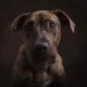 Photo of Argo 8 Month Old Mastiff (Trial)