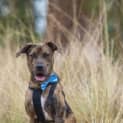 Photo of Argo 8 Month Old Mastiff (Trial)