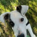 Photo of Spot