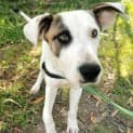Photo of Spot