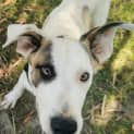 Photo of Spot