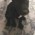 Photo of Hennessy 🥇4 Month Old Male Kelpie X