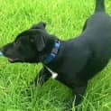 Photo of Hennessy 🥇4 Month Old Male Kelpie X