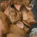 Photo of Clancy 🐶 4 Month Old, Mixed Breed Male Puppy