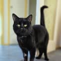 Photo of Raven